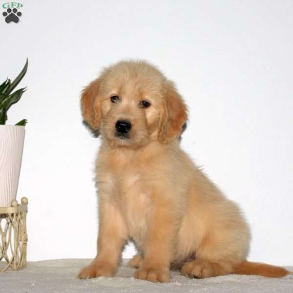 Melody, Goldendoodle Puppy