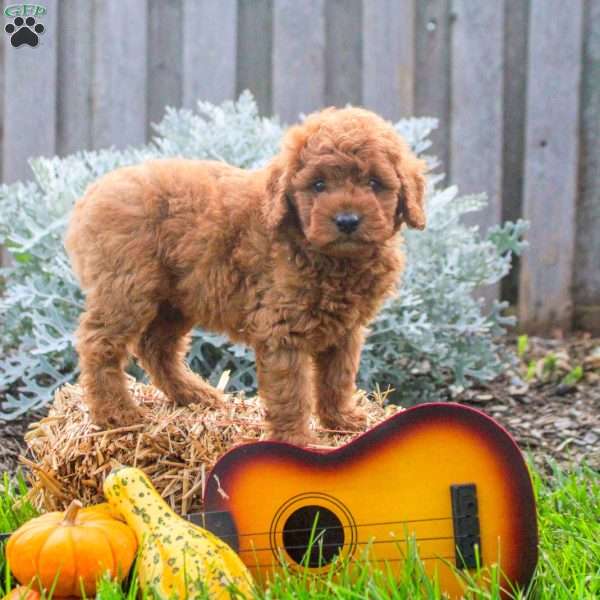 Melody, Mini Goldendoodle Puppy