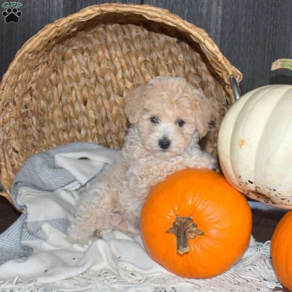 Melody, Bich-Poo Puppy