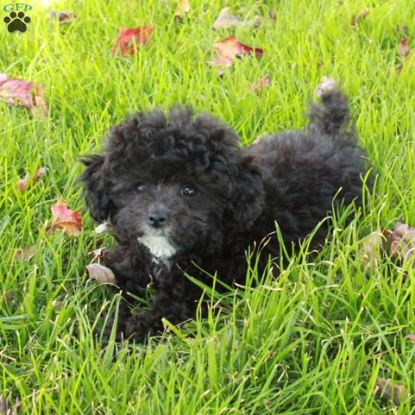 Melody, Toy Poodle Puppy