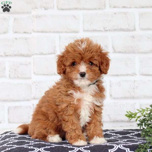 Melody, Cavapoo Puppy
