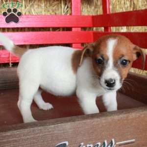 Melody, Jack Russell Terrier Puppy