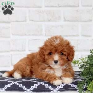 Melody, Cavapoo Puppy