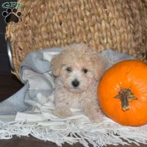 Melody, Bich-Poo Puppy