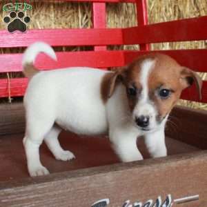 Melody, Jack Russell Terrier Puppy