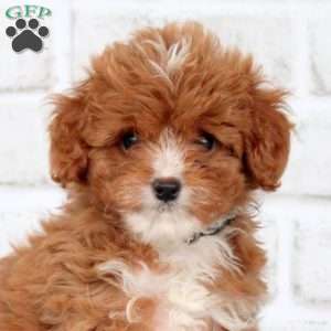 Melody, Cavapoo Puppy