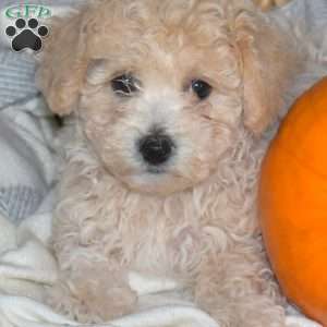 Melody, Bich-Poo Puppy