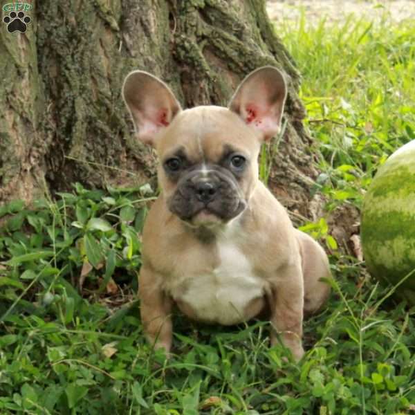 Mercy, French Bulldog Puppy