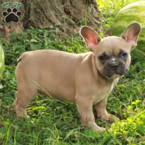 Mercy, French Bulldog Puppy