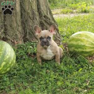 Mercy, French Bulldog Puppy