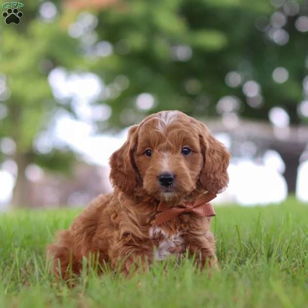 Merlin, Mini Goldendoodle Puppy