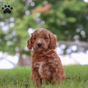Merlin, Mini Goldendoodle Puppy