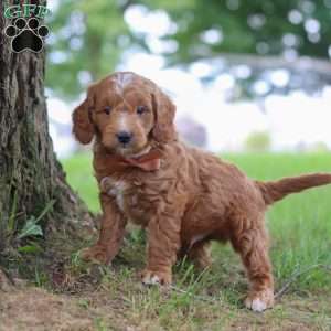 Merlin, Mini Goldendoodle Puppy