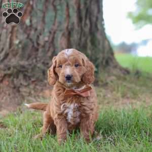 Merlin, Mini Goldendoodle Puppy
