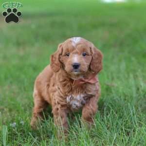 Merlin, Mini Goldendoodle Puppy