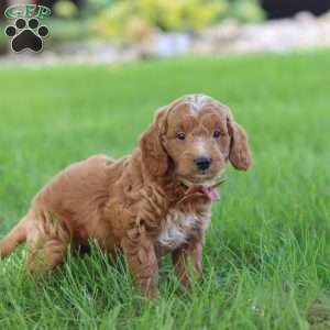 Merlin, Mini Goldendoodle Puppy