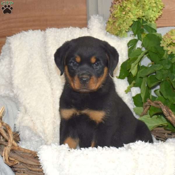 Mia, Rottweiler Puppy