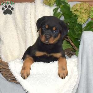 Mia, Rottweiler Puppy