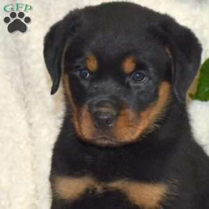 Mia, Rottweiler Puppy