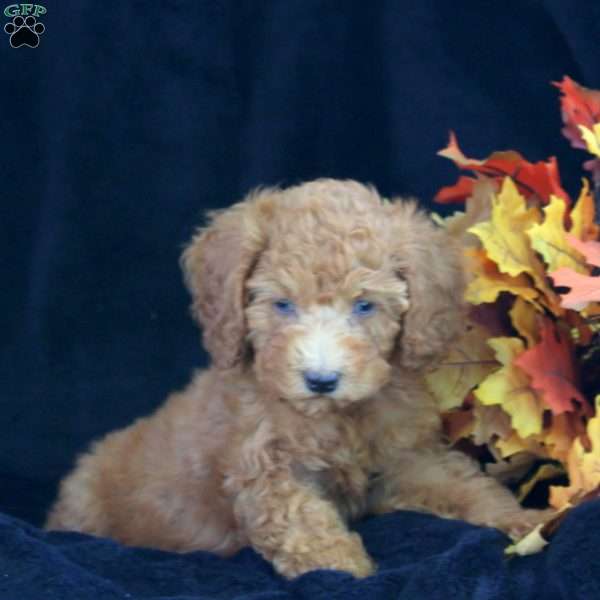 Mia, Miniature Poodle Puppy