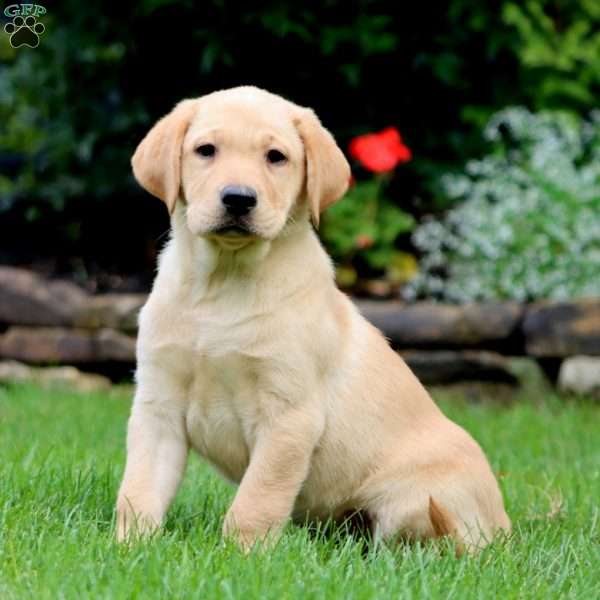 Mia, Yellow Labrador Retriever Puppy