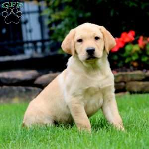Mia, Yellow Labrador Retriever Puppy