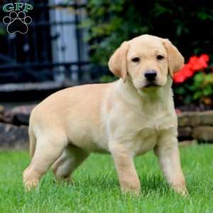 Mia, Yellow Labrador Retriever Puppy