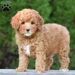 Michelle, Cavapoo Puppy