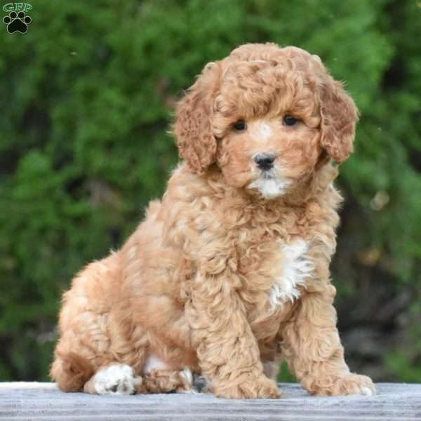 Michelle, Cavapoo Puppy