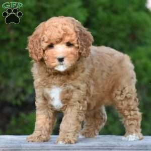 Michelle, Cavapoo Puppy