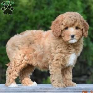 Michelle, Cavapoo Puppy