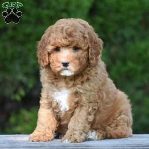 Michelle, Cavapoo Puppy