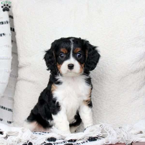 Mickey, Cavapoo Puppy