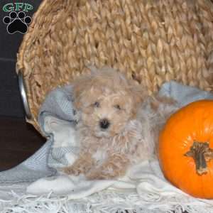 Mickey, Bich-Poo Puppy