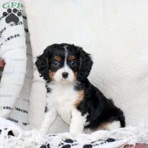 Mickey, Cavapoo Puppy