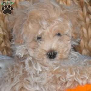 Mickey, Bich-Poo Puppy