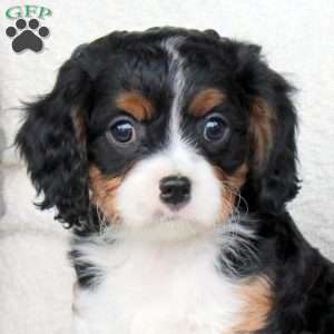 Mickey, Cavapoo Puppy