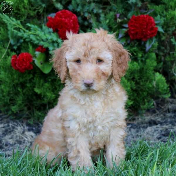 Mickey, Mini Goldendoodle Puppy