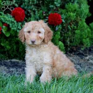 Mickey, Mini Goldendoodle Puppy