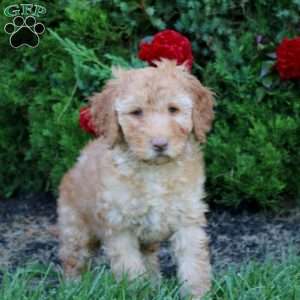 Mickey, Mini Goldendoodle Puppy