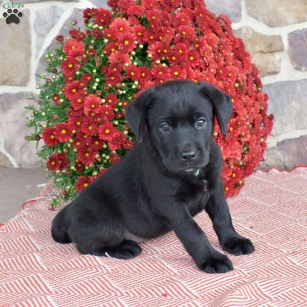 Midnight, Black Labrador Retriever Puppy