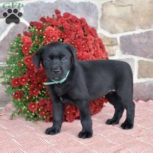 Midnight, Black Labrador Retriever Puppy