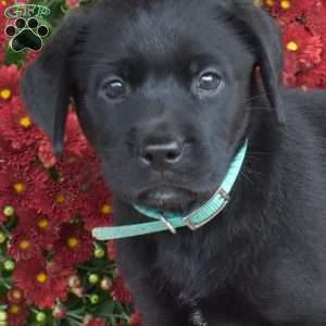 Midnight, Black Labrador Retriever Puppy