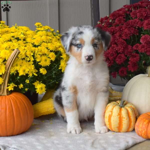 Midnight, Australian Shepherd Puppy