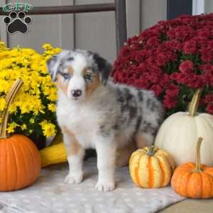 Midnight, Australian Shepherd Puppy
