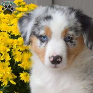Midnight, Australian Shepherd Puppy