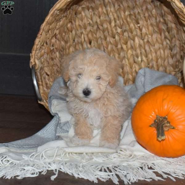 Miles, Bich-Poo Puppy