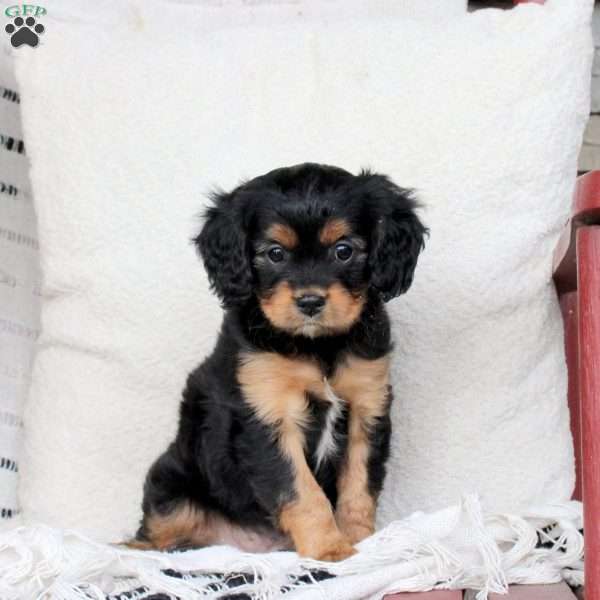 Miles, Cavapoo Puppy