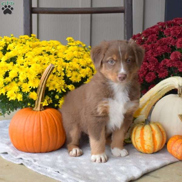 Miles, Australian Shepherd Puppy