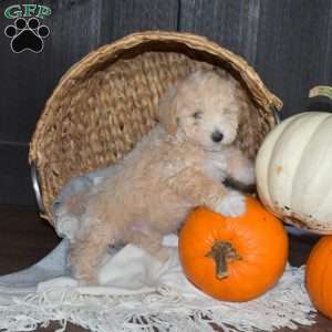 Miles, Bich-Poo Puppy